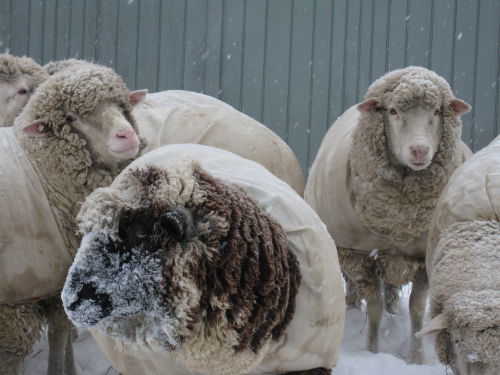 Snowy cormo boys